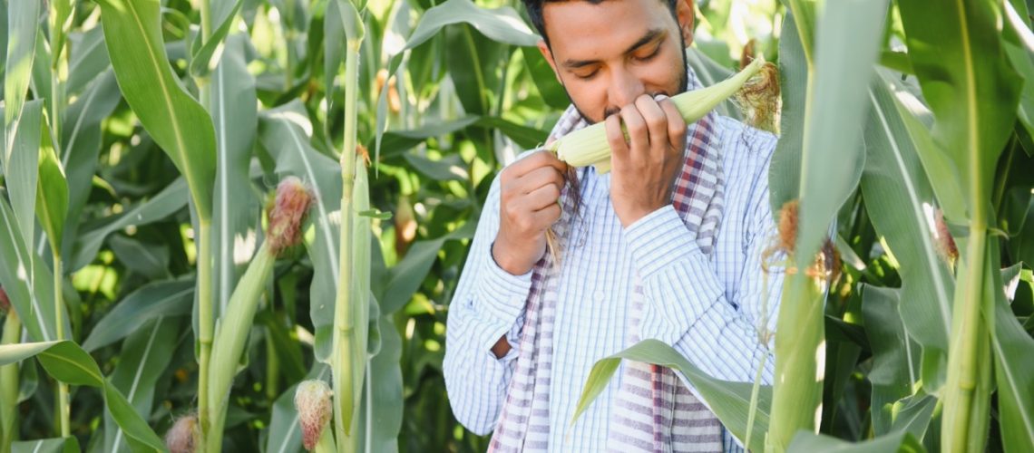 Indian agronomist or banker at agriculture corn field