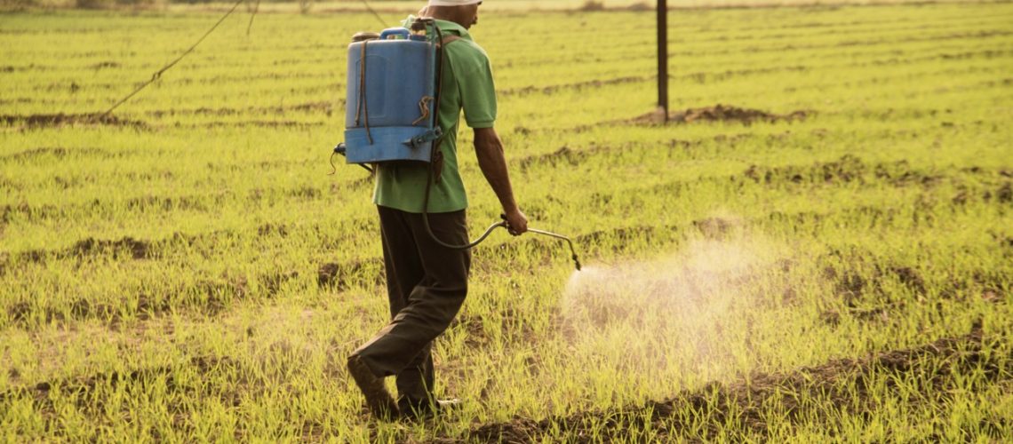 Indian farmer spraying pesticides in field. An Indian farming scene.